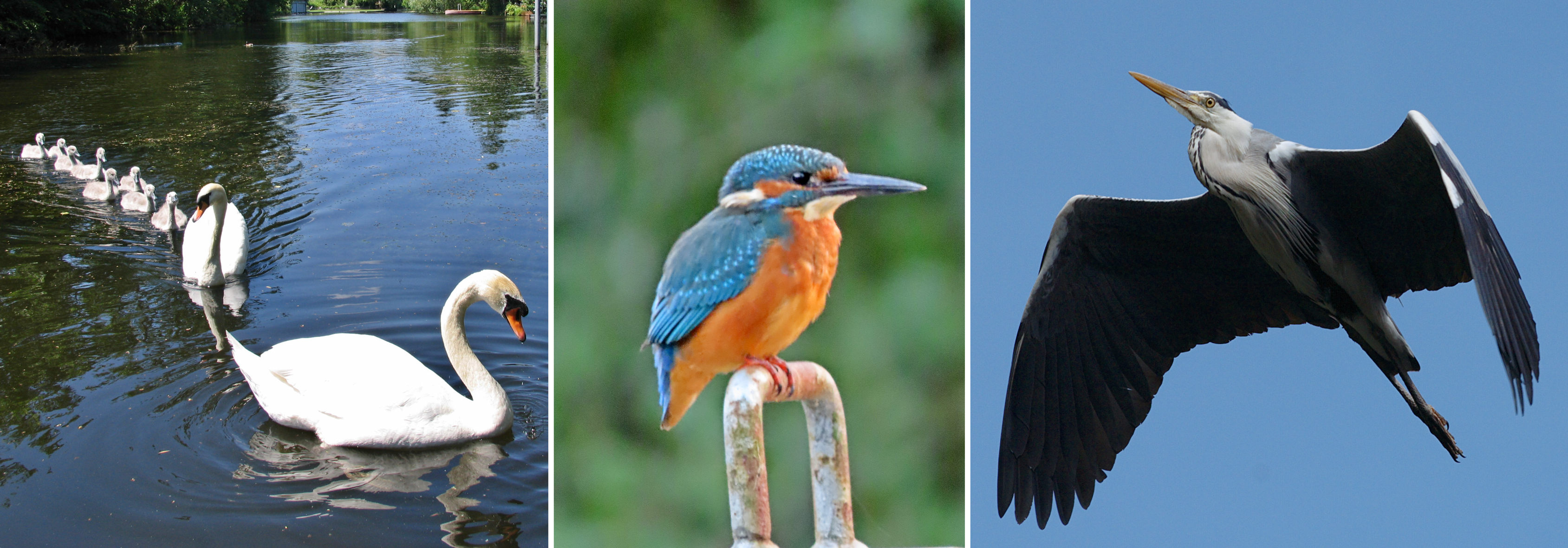 Wasservögel in Hessenwinkel (Schwäne, Eisvogel, Reiher)